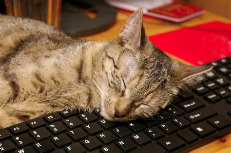 Cat And Keyboard Stock Photography - Image: 34502492