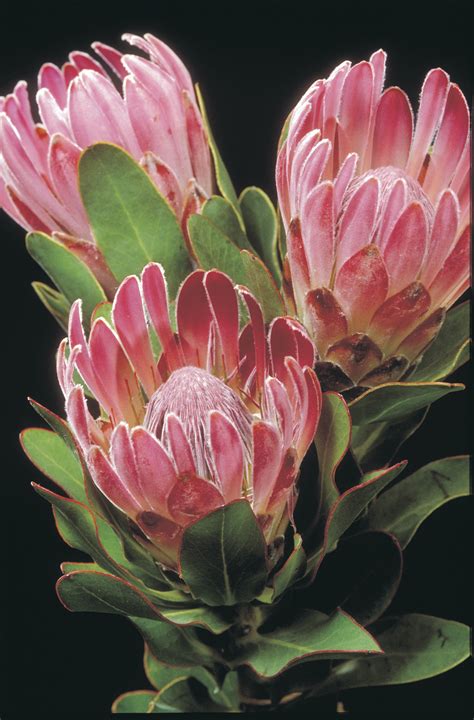 King Protea Plant