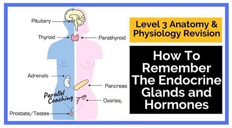 Endocrine System Glands And Hormones Chart