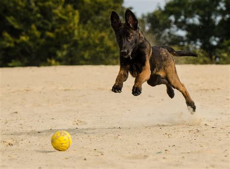 What Are the Most Athletic Dog Breeds? | Canna-Pet®