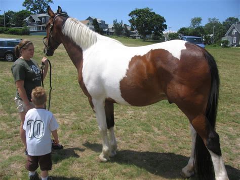 Caballos Pinto