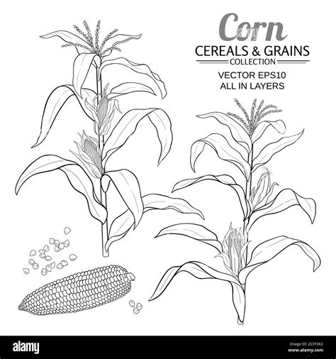 Corn Vector Set Stock Vector Image And Art Alamy