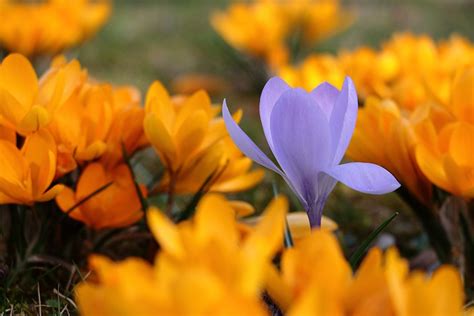 Gartenarbeit im März das ist jetzt im Garten zu tun freudengarten