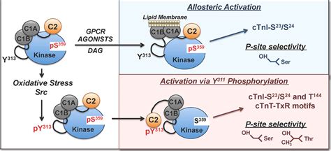 Schematic Of The Agonist Specific Activation Mechanisms For PKC See