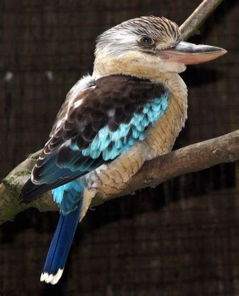 Blue Winged Kookaburra Dacelo Leachii