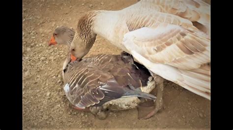 Meeting Toulouse Geese Male Vs Female After The Create Waterbirds