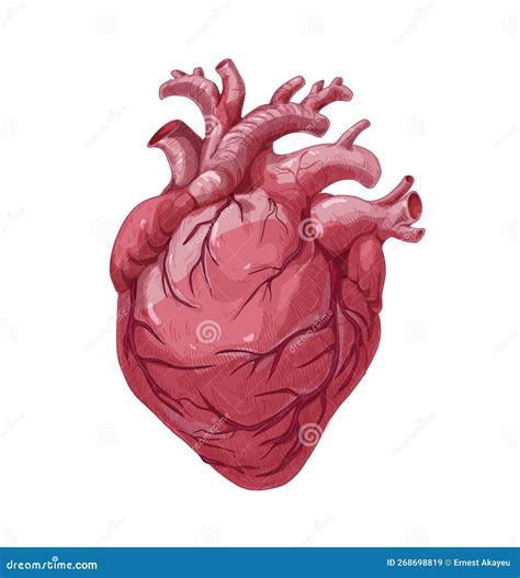 Corazón Real órgano Interno Realismo Anatómico Parte Interior Del