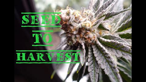 White Truffle Seed To Harvest Clones From Beleaf Youtube