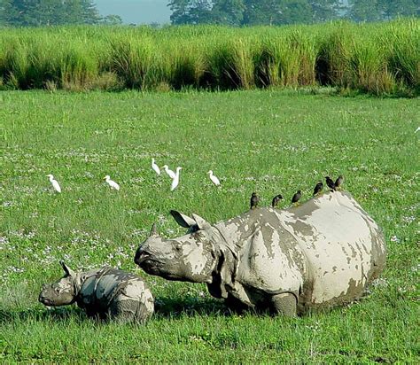 One Horned Rhino In Kaziranga National Park Assam Manas National Park