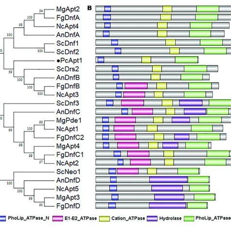 Pcapt1 Encodes A P Type Atpase A The Phylogenetic Relationship