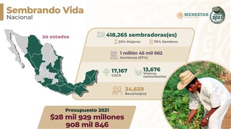 Conoce El Programa Sembrando Vida Del Gobierno Federal