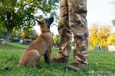 世界上最优秀的5种军犬，却被列入禁养名单，为之叹息 每日头条