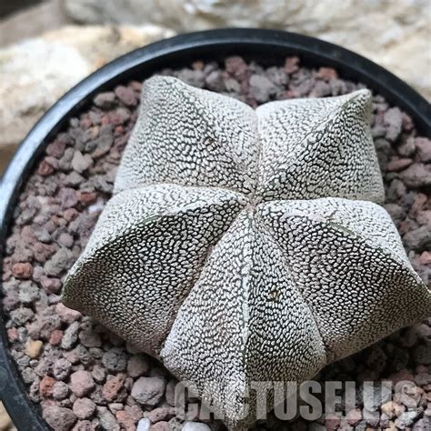 LOT490 50 SEEDS Astrophytum Myriostigma Onzuka 2022 Cactus Online