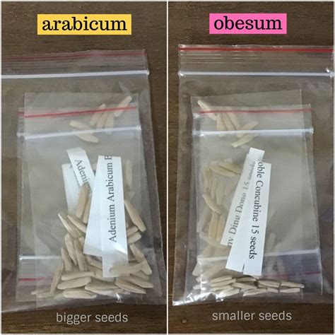 Adenium Obesum Vs Adenium Arabicum What S The Difference Adenium