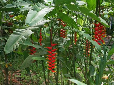 Caracter Sticas De La Rostrata Heliconia Consejos Para Mi Huerto