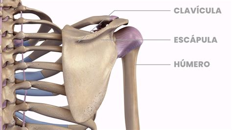 El Hombro Congelado O Capsulitis Adhesiva