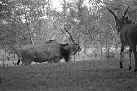 Giant Eland Taurotragus Derbianus The Giant Eland Is A Flickr