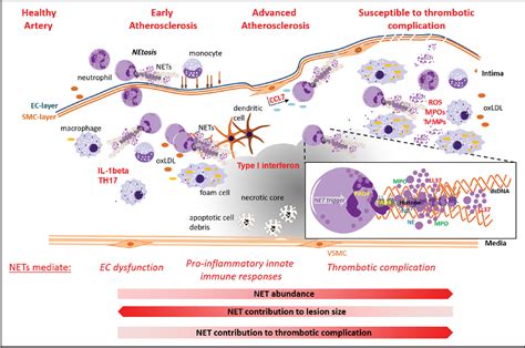 Figure From Neutrophil Extracellular Traps Participate In