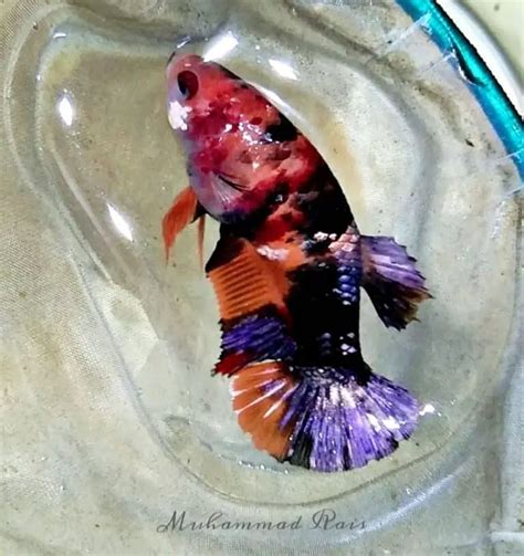 How to take care of a betta fish – An Introduction