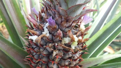 Broca Do Fruto Do Abacaxi Strymon Megarus Portal Embrapa