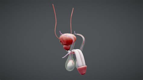 Male Reproductive System Anatomy Buy Royalty Free 3d Model By Nima