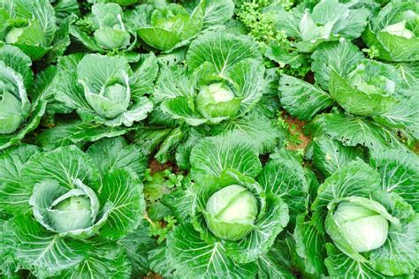 Fresh Cabbage in Harvest Field. Cabbage are Growing in Garden. Stock Photo - Image of health ...