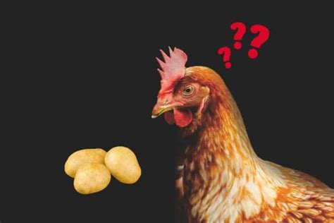 Can Chickens Eat Potatoes Raw Cooked Skins