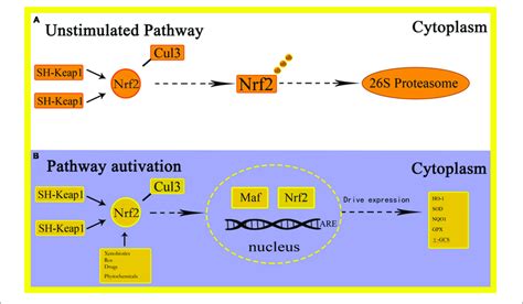 Schematic Representation Of Nrf2 Are Activation Pathways Download