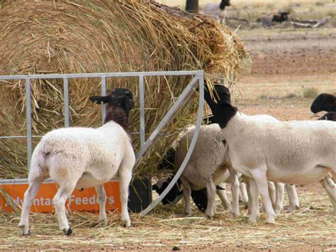 Cradle Hay Feeder Advantage Feeders