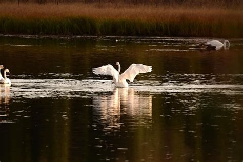 Yukon Wildlife Preserve (Whitehorse) - 2019 All You Need to Know BEFORE ...