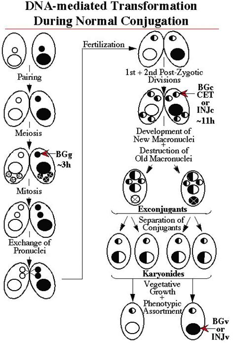 DNA-mediated transformation