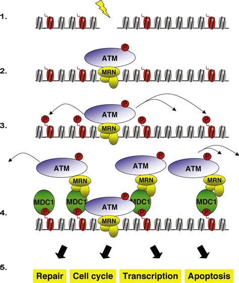 Formation Of Gh Ax Leads To Dna Damage Signaling Cascade Amplification