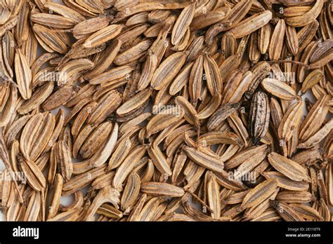 Overhead View Of Fennel Foeniculum Vulgare Seeds Stock Photo Alamy