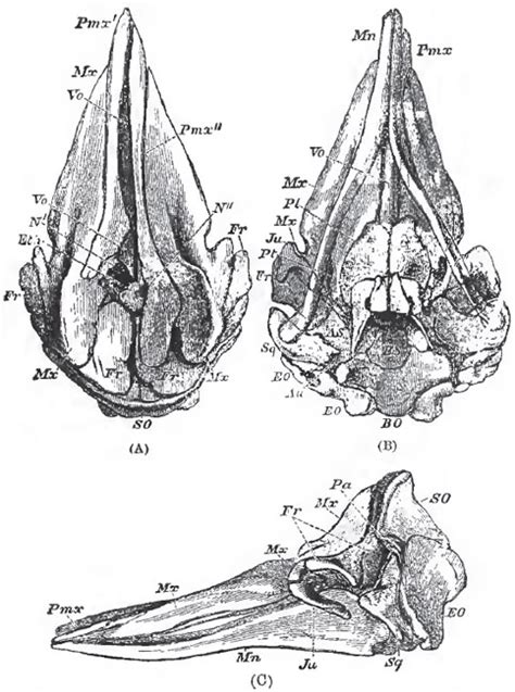 The Cetacea | The Classification and Organization of the Mammalia