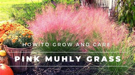 Pink Muhly Grass How To Grow And Care For Muhlenbergia Capillaris