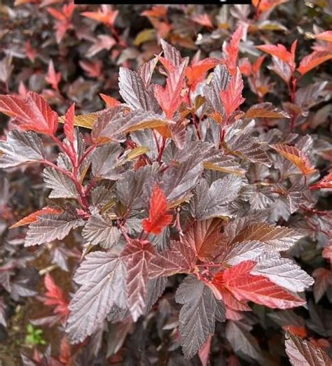 Physocarpus Orange Ninebark 8 Pot Hello Hello Plants