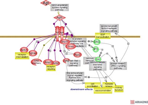 Angiotensin Ii Signaling Pathway Via At Receptor Ontology Report