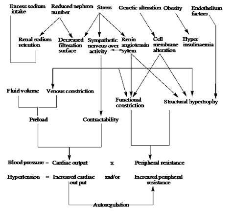 Pathophysiology Of Hypertension Flow Chart