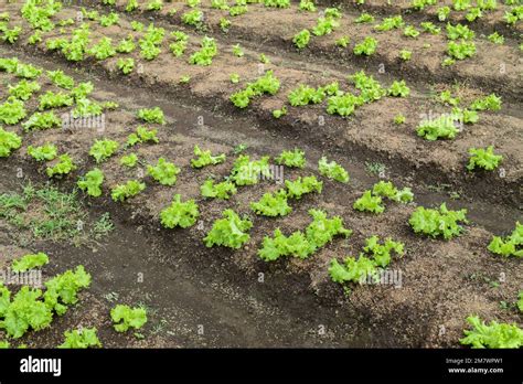 Leaf Mustard Greens Grow At Vegetable Garden Chinese Mustard Green