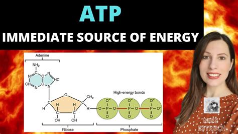 ATP A Level Biology Immediate Source Of Energy Structure And Function