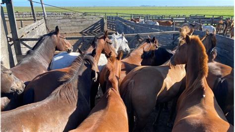 Confirman Primera Muerte Por Encefalitis Equina En Santa Fe