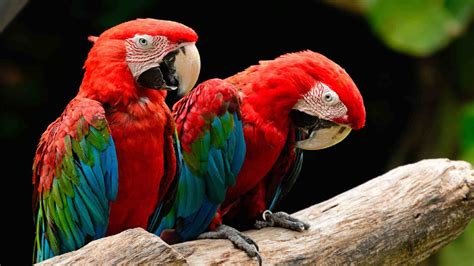 100+ Perfect Parrot Names For Your Feathered Friend