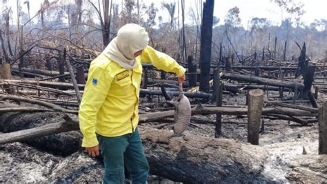 Fogo já impactou 95 das espécies de plantas e animais da Amazônia