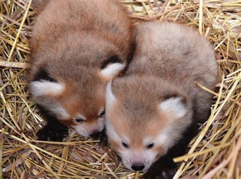 Red Panda Twins Snuggle at Detroit Zoo