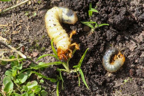 10 Garden Worms To Get To Know - The Habitat