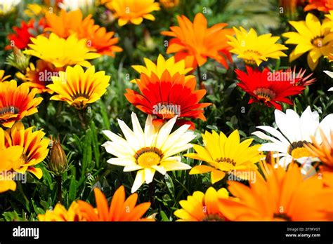 Beautiful Group Of African Daisies Gazania In Bloom Red Yellow