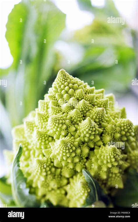 Romanesco Broccoli Close Up Hi Res Stock Photography And Images Alamy