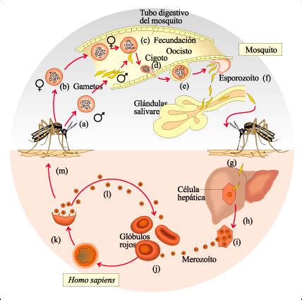 Malaria Y Plasmodium Ciclo Vital Del Plasmodium Vivax