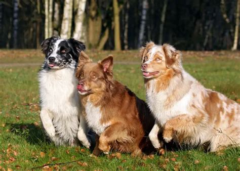Australian Shepherd Different Types Shepherddogsite