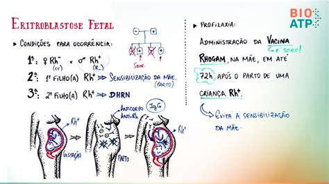 Sangue Eritroblastose Fetal Resumos Enem Resumo Biotecnologia